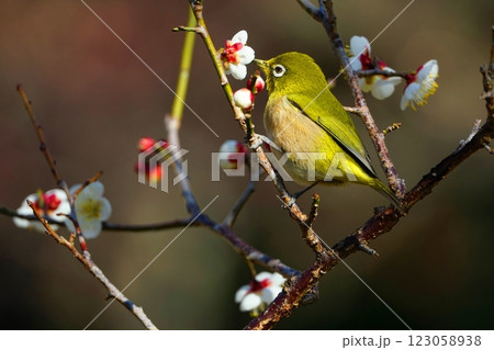 梅の枝にとまるメジロ 123058938