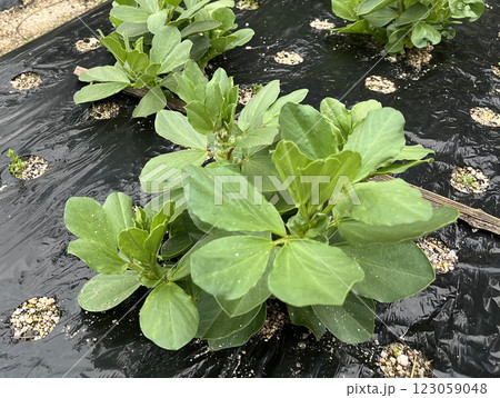 家庭菜園で育てる、そら豆の畑で栽培中の写真 家庭菜園で育てる、そら豆の畑で栽培中の写真 123059048