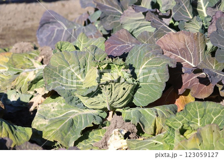 畑のキャベツ 123059127