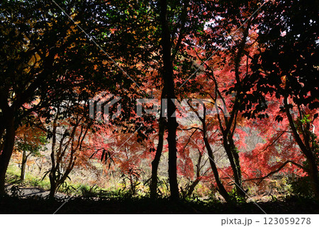 観音山梅の里　2024-12-1　＃43 123059278