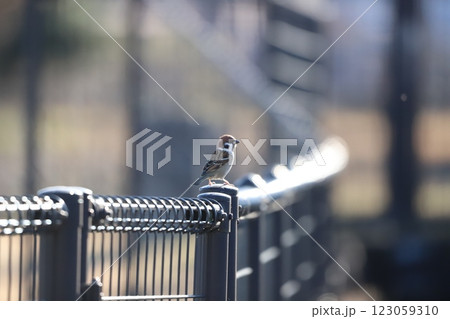 柵にとまるスズメ 柵にとまるスズメ 123059310