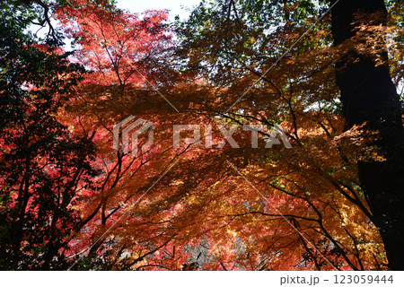 観音山梅の里　2024-12-1　＃56 123059444