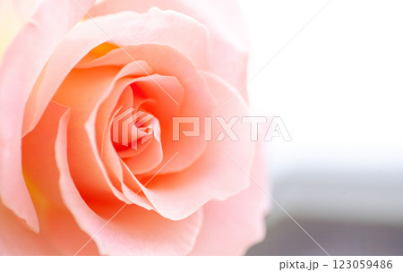 可愛いピンクのバラ 123059486