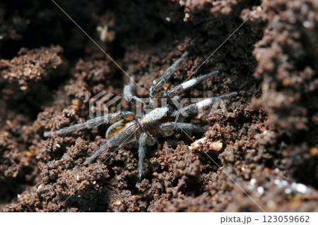 朽木の裏の土中に潜むおしゃれな白帯の脚を持つヒノマルコモリグモ（自然環境下ストロボ＋マクロ接写） 123059662