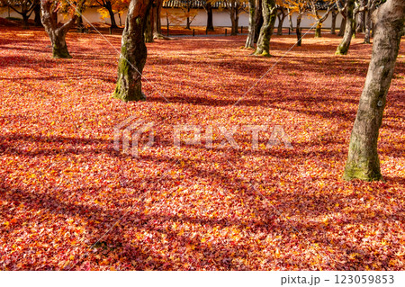 東福寺　境内　京都府京都市東山区 123059853