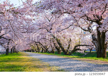 あさひ舟川の桜並木 123059947