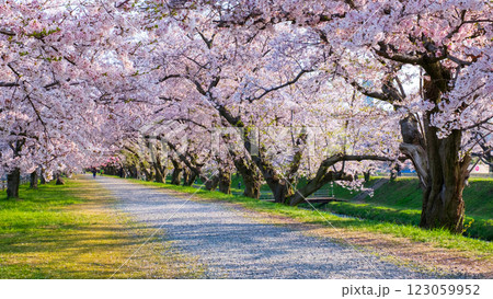 あさひ舟川の桜並木 123059952