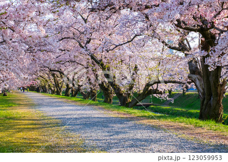 あさひ舟川の桜並木 123059953