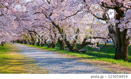 あさひ舟川の桜並木 123059954