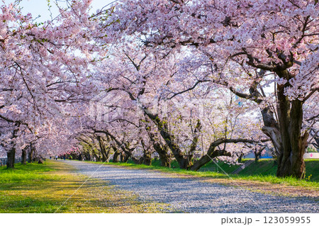 あさひ舟川の桜並木 あさひ舟川の桜並木 123059955