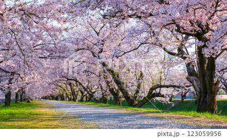 あさひ舟川の桜並木 あさひ舟川の桜並木 123059956