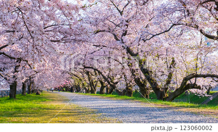 あさひ舟川の桜並木 123060002