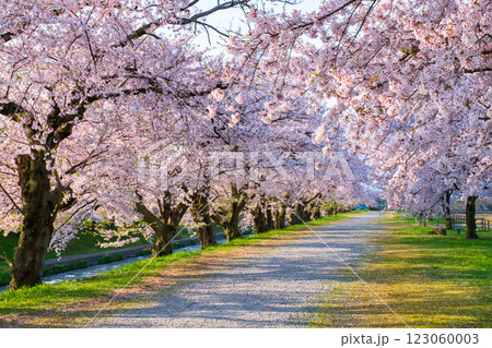 あさひ舟川の桜並木 123060003