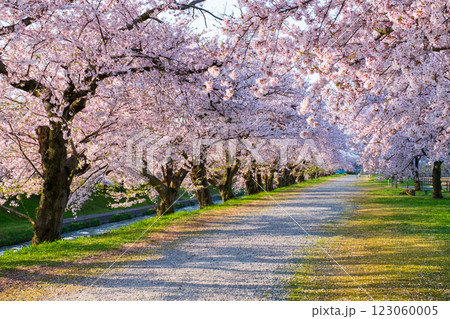 あさひ舟川の桜並木 あさひ舟川の桜並木 123060005
