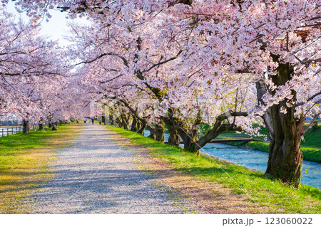 あさひ舟川の桜並木 123060022