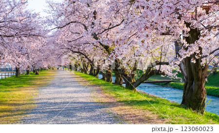 あさひ舟川の桜並木 123060023