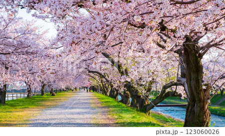 あさひ舟川の桜並木 123060026