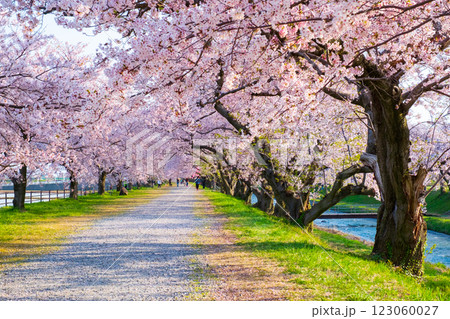 あさひ舟川の桜並木 あさひ舟川の桜並木 123060027