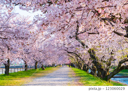 あさひ舟川の桜並木 あさひ舟川の桜並木 123060029