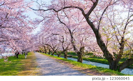 あさひ舟川の桜並木 あさひ舟川の桜並木 123060045