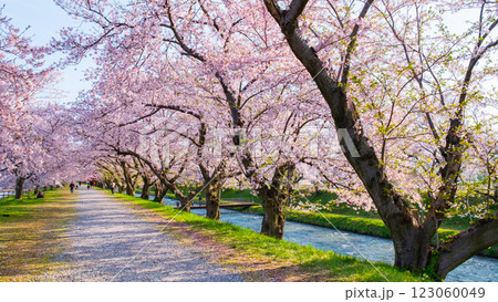 あさひ舟川の桜並木 123060049