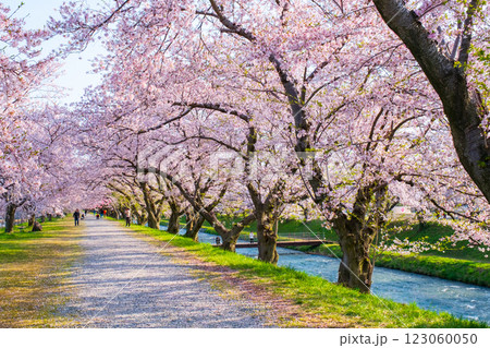 あさひ舟川の桜並木 123060050