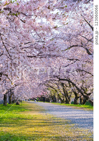 あさひ舟川の桜並木 あさひ舟川の桜並木 123060066