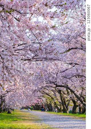 あさひ舟川の桜並木 あさひ舟川の桜並木 123060067