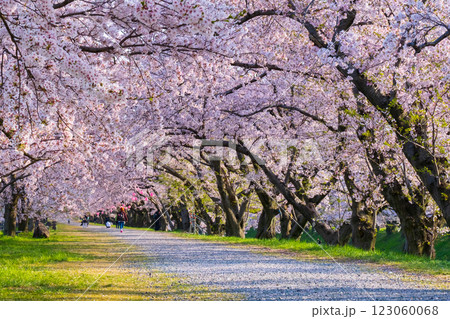 あさひ舟川の桜並木 あさひ舟川の桜並木 123060068