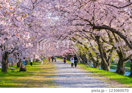 あさひ舟川の桜並木 123060070
