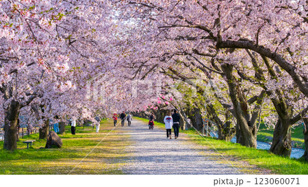 あさひ舟川の桜並木 あさひ舟川の桜並木 123060071