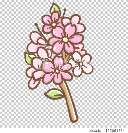 Hand drawn illustration cherry blossoms Sakura pastel color isolated on transparent background, nursery decorations, spring Hand drawn illustration cherry blossoms Sakura pastel color isolated on transparent background, nursery decorations, spring 123061254