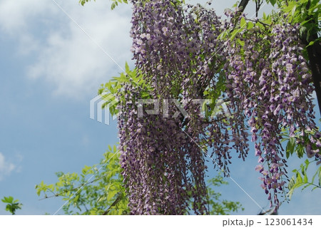 青空と藤の花 青空と藤の花 123061434