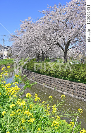見沼田圃・見沼代用水西縁 さいたま市緑区 見沼田圃・見沼代用水西縁 さいたま市緑区 123061451
