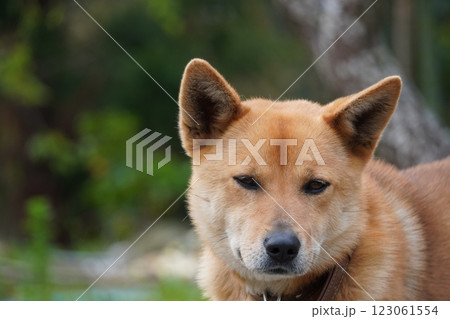 少しうつむく犬 少しうつむく犬 123061554