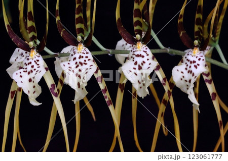 洋ランブラッシア クローズアップ 洋ランブラッシア クローズアップ 123061777