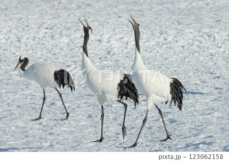 伊藤サンクチュアリ―にて 伊藤サンクチュアリ―にて 123062158