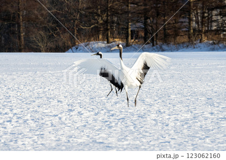 ダンスを始めようか 123062160