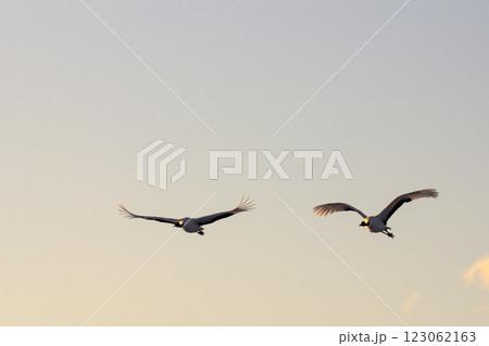 夕陽に向かって美しく飛ぶタンチョウ 夕陽に向かって美しく飛ぶタンチョウ 123062163