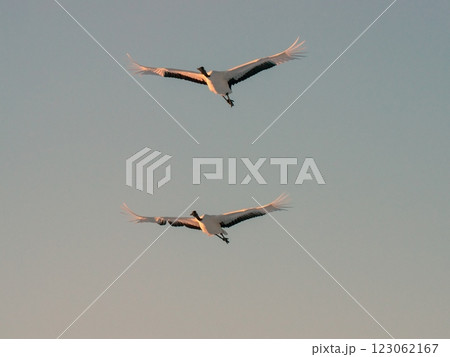 夕陽に向かって美しく飛ぶタンチョウ 123062167