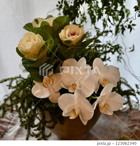 胡蝶蘭(コチョウラン)アップ 123062340