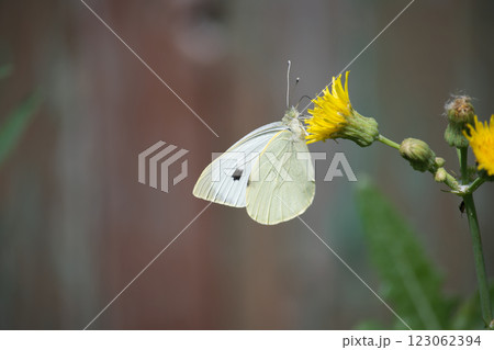 Closeup of large white butterfly on yellow flowers, also known as cabbage butterfly or cabbage white Closeup of large white butterfly on yellow flowers, also known as cabbage butterfly or cabbage white 123062394
