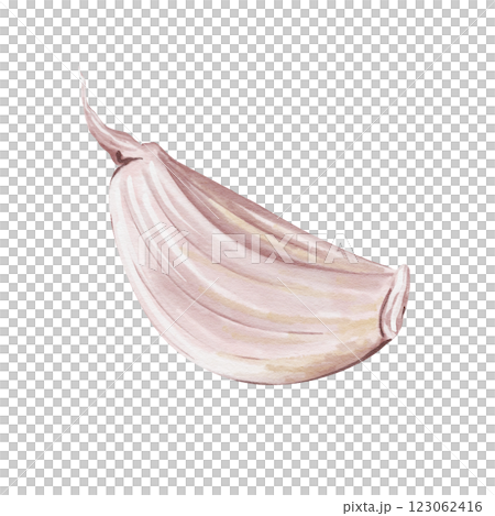 A clove of garlic. watercolor illustration isolated from background. vegetable and spice. dry piece of garlic. Detail for menus, fabric, textiles, cards, advertising and other printed products.  123062416