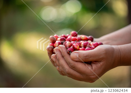 Close up hand harvest red ripe coffee seed robusta arabica berry harvesting coffee farm. Hand people harvest coffee bean ripe Red berries plant fresh seed coffee tree growth in green eco organic farm Close up hand harvest red ripe coffee seed robusta arabica berry harvesting coffee farm. Hand people harvest coffee bean ripe Red berries plant fresh seed coffee tree growth in green eco organic farm 123062434