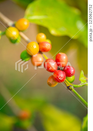 Close up harvest red ripe coffee seed robusta arabica berry harvesting coffee farm. Harvest coffee bean ripe Red berries plant fresh seed coffee tree growth in green eco organic farm green background Close up harvest red ripe coffee seed robusta arabica berry harvesting coffee farm. Harvest coffee bean ripe Red berries plant fresh seed coffee tree growth in green eco organic farm green background 123062752