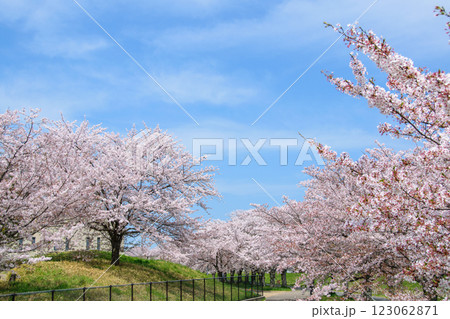 満開の桜づつみ回廊 満開の桜づつみ回廊 123062871