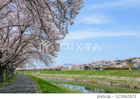 満開の桜づつみ回廊 満開の桜づつみ回廊 123062872