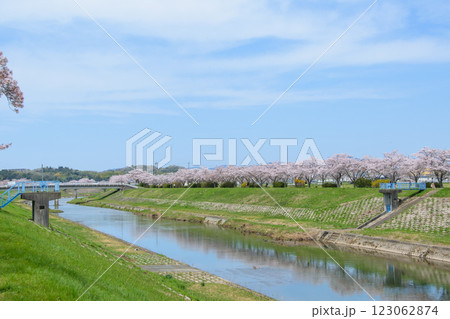 満開の桜づつみ回廊 満開の桜づつみ回廊 123062874