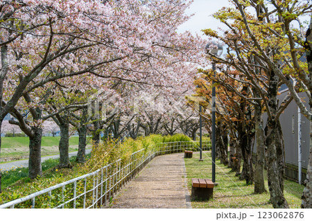 満開の桜づつみ回廊 123062876