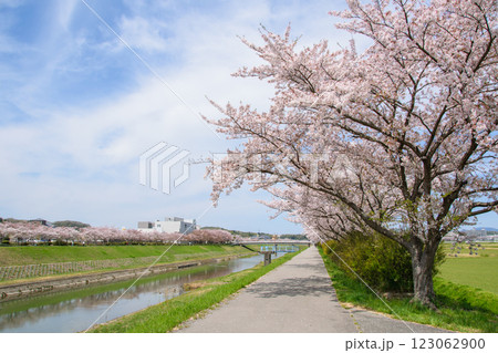 満開の桜づつみ回廊 満開の桜づつみ回廊 123062900